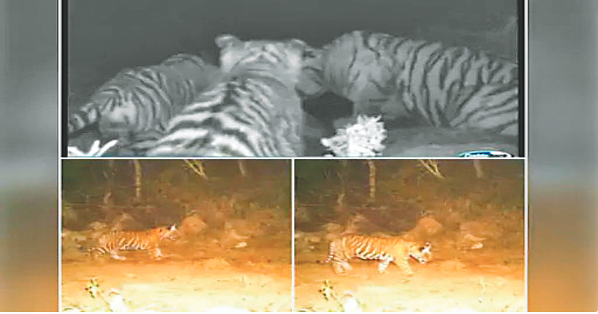 Sariska: Tigress ST-19 captured with two new cubs